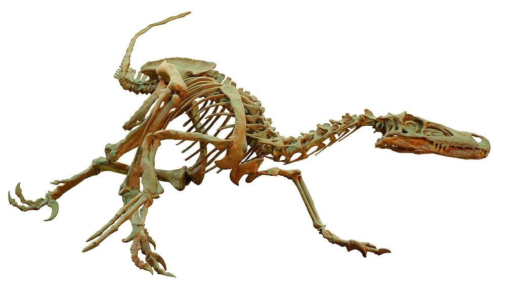 velociraptor skeleton price